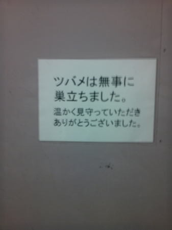 ツバメ.jpg